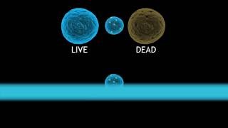 The Benefit of using Viability Dyes with FluoroFinder