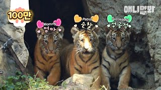 เคล็ดลับการเลี้ยงลูกของ Momma Tiger ผู้ให้กำเนิดลูก Quintuplet Cubs