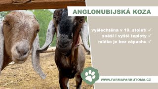 Anglonubijská koza | Farmapark u Toma [4K]