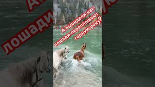 как переплавляют лошадей через горные реки??Алтай, река Катунь.