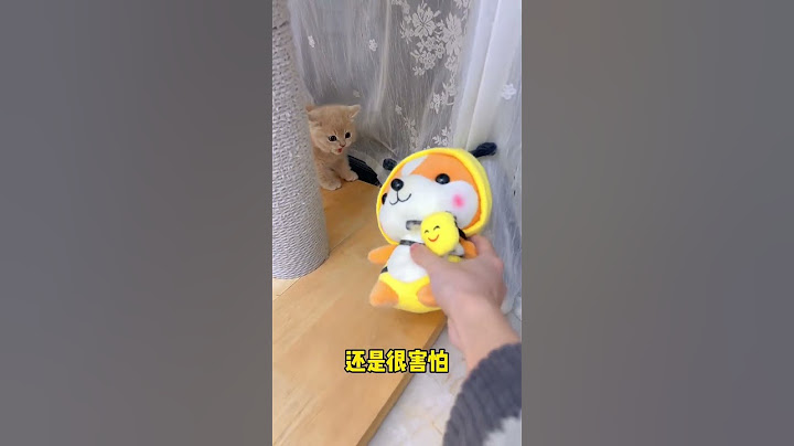 【獨生子的日常】如何客服一只小奶猫的恐惧#小奶喵 #铲屎官的乐趣