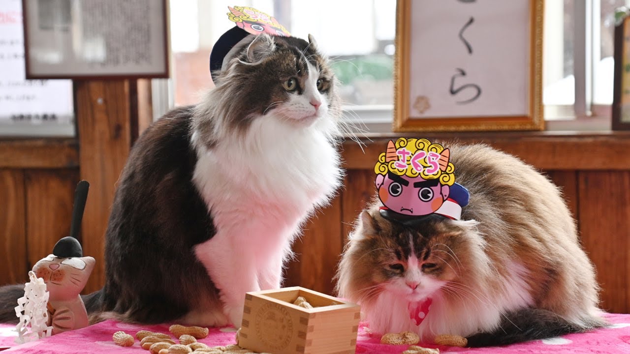 コロナの鬼を退治するニャ 芦ノ牧温泉駅で「猫駅長」2匹が豆まき - YouTube