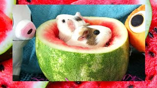 guinea pigs watermelon