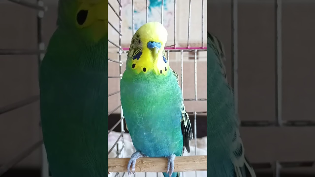Cıvıldama 😂 #birds #konuşankuş #vogel #parrot #budgies #talkingparot #parakeet #konuşanmuhabbetkuşu