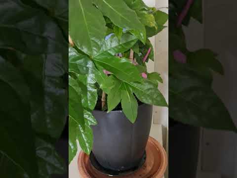 Vídeo: Fatsia (45 Fotos): Cuidar De Uma Flor De Interior Em Casa, Propagação Da Fatsia Japonesa Por Sementes, Doenças E Pragas De Plantas. Por Que As Folhas Secam E Caem?