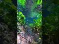 🌿 Relaxing Underwater Life !!!