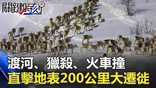渡河、獵殺、火車撞!!直擊地表200公里大遷徙生死一瞬間!! 關鍵時刻 20171128-5 劉燦榮 馬西屏 王瑞德