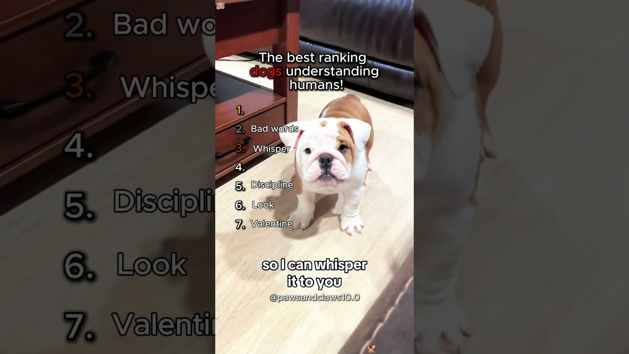 Ranking dogs understanding humans! 