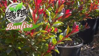 Create Stunning Lilly Pilly Topiary And Easy Trim Hedges With New Generation Bonfire