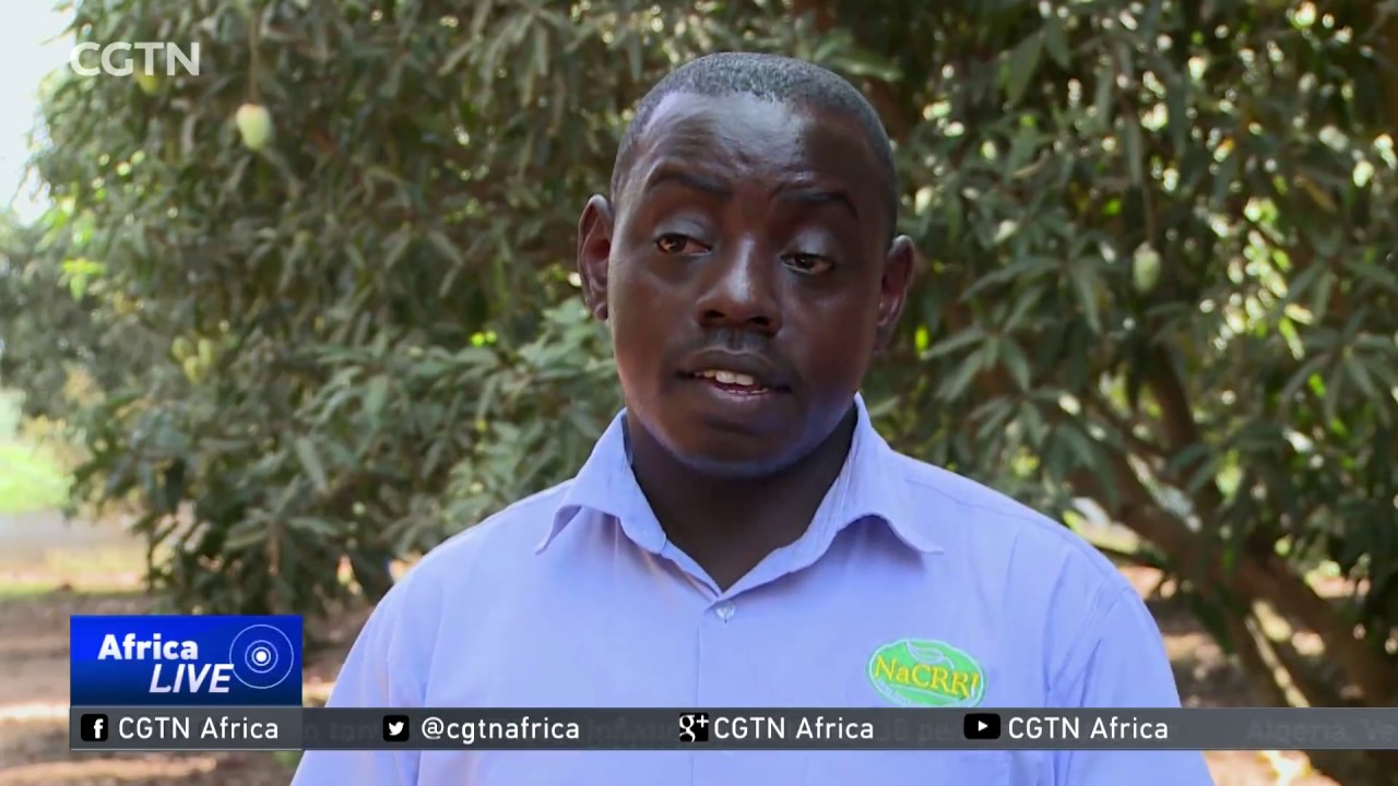 Trials underway in Uganda to produce mangoes year round
