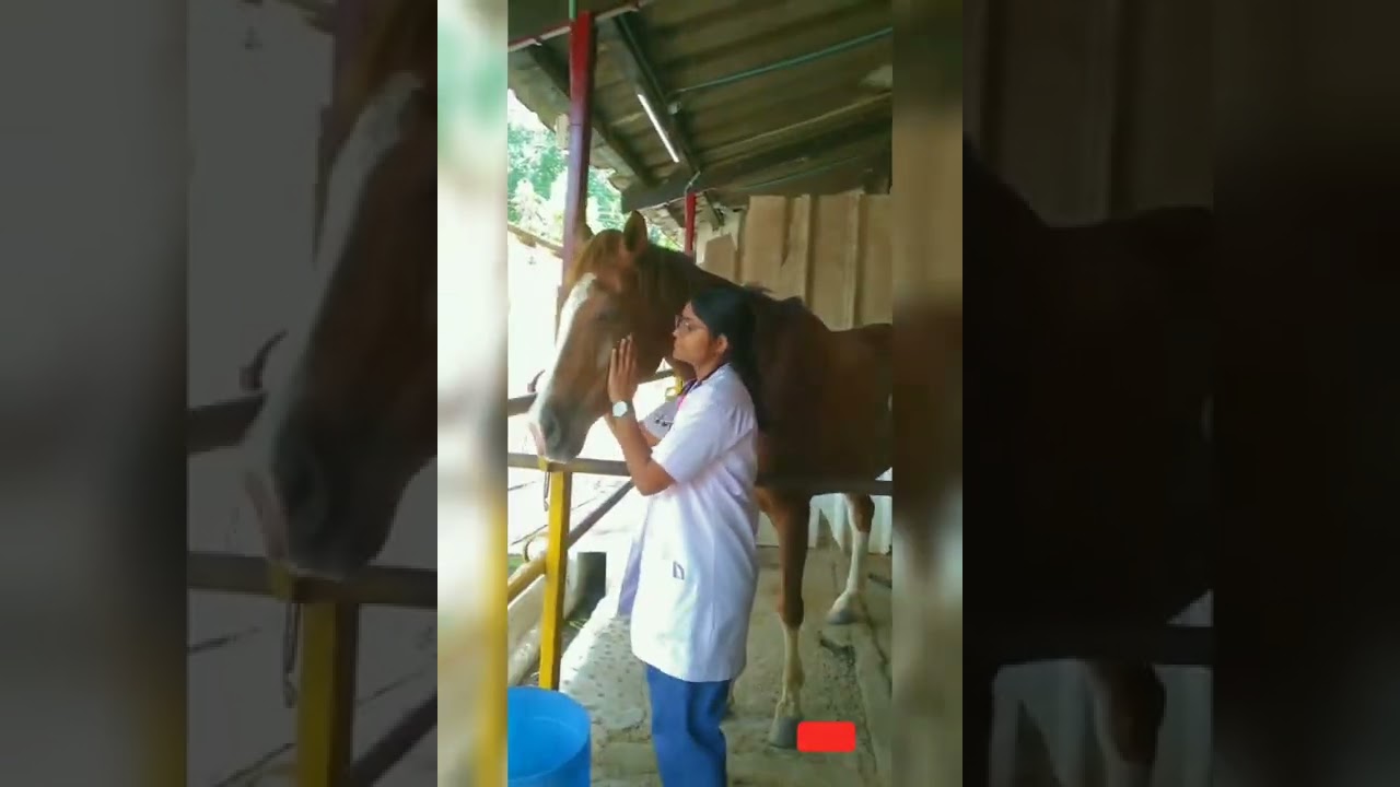 Happiness is never too far away , when you are with horse❤💫 #vetlife#vet student👩&zwj;⚕️ #vet dr.#shorts
