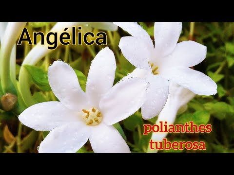 Video: Propagación de Angélica - Cómo propagar plantas de hierbas de Angélica