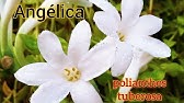 Flor Angélica à noite (Polianthes tuberosa) - thptnganamst.edu.vn