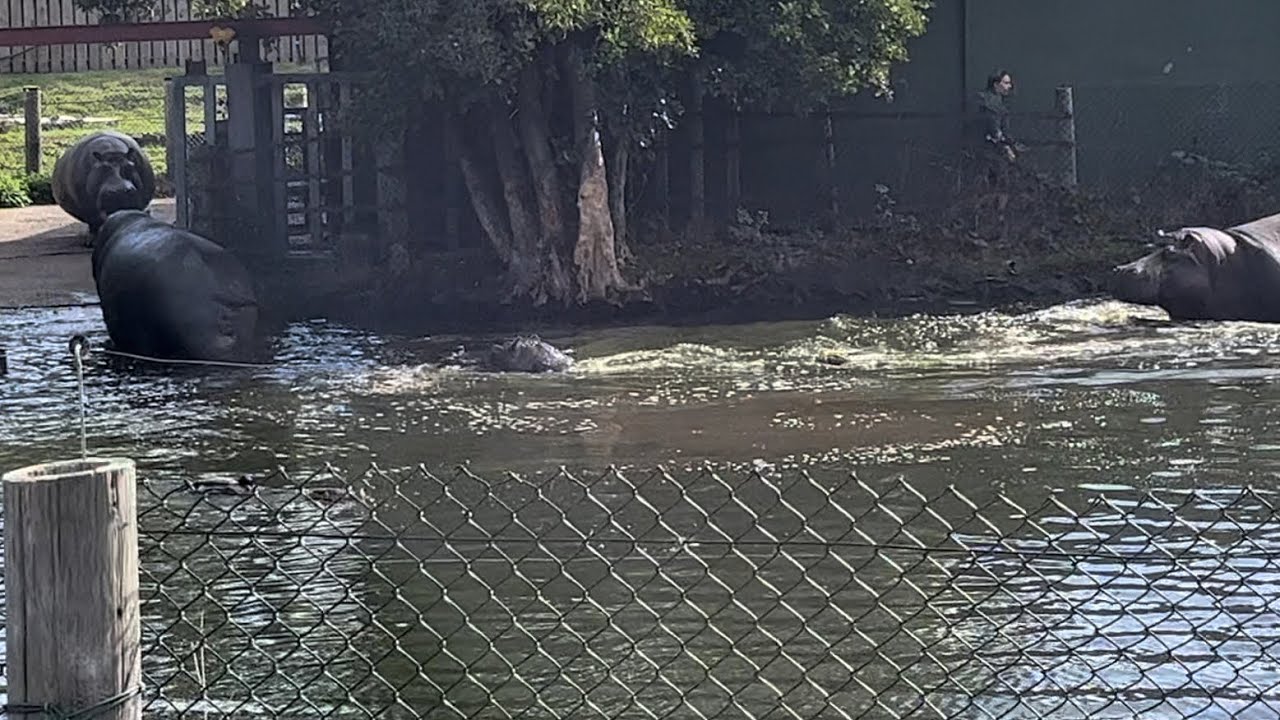 Hippos 🦛 at west midland safari park