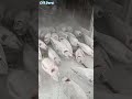 Drop and RUN! Frozen Tuna Avalanche Triggered by a Single Fish. Oddly Satisfying!