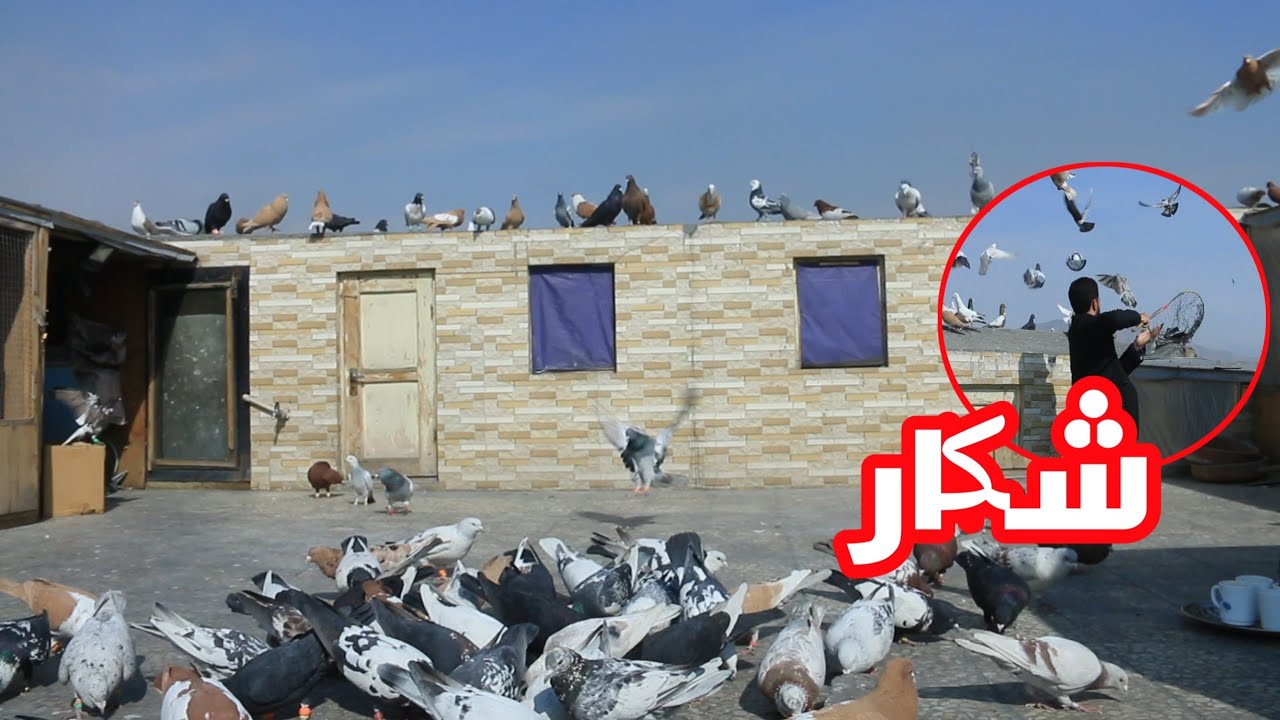 شکار | شکار خبیر جان در ریز میلاد جان منطقه قلعه فتح‌الله calling pigeons from the sky
