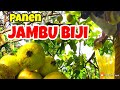 Panen Jambu Biji Liar di kaki gunung | Buahnya lebatt bangett!!!