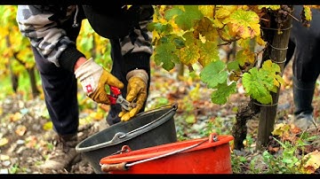 Why Steep Slopes & Careful Harvest Selection Make the Best Riesling