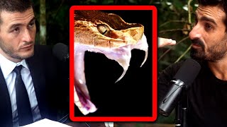 Encounter with deadliest snake in the Amazon jungle | Paul Rosolie and Lex Fridman