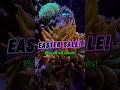 Easter Sale 🐣🌿15% OFF all corals #aquarium #saltwateraquarium #biology #reeflife