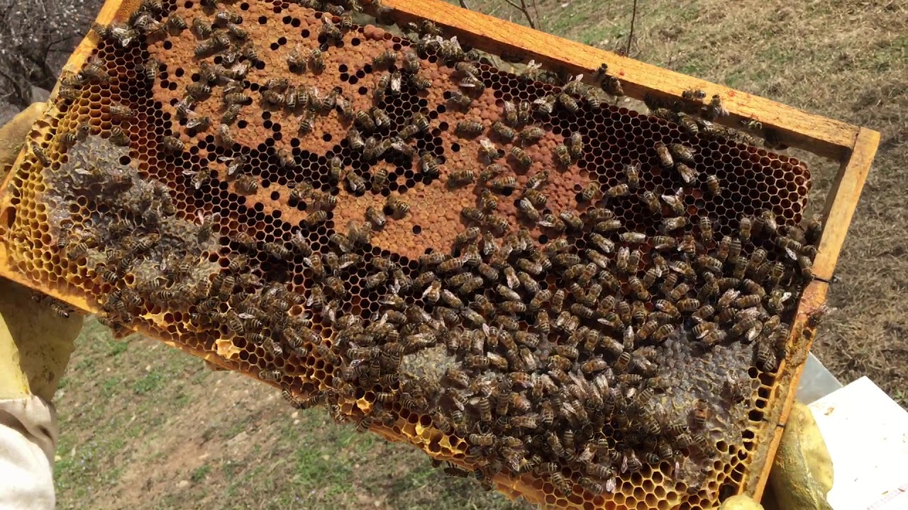 KOMSUNUN ARILIĞINDA ZAYIF ARI KONTROLÜ