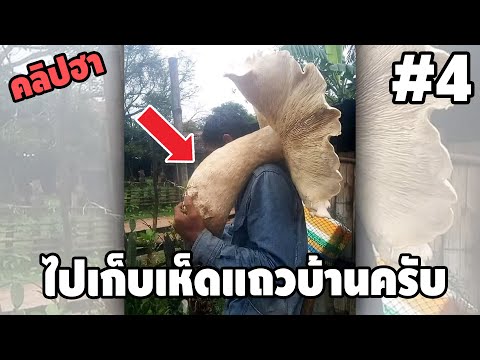 Ep.4 เบสไวน์ รวมคลิปฮา SS2 - [ พากย์นรก ]