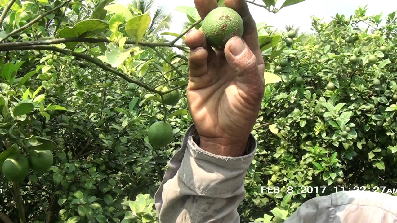 Thử nghiệm bệnh ghẻ nhám ( nấm) - loét ( vi khuẩn ) trên cây chanh - YouTube