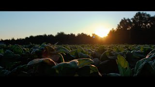 Invited: The ArtFields Documentary