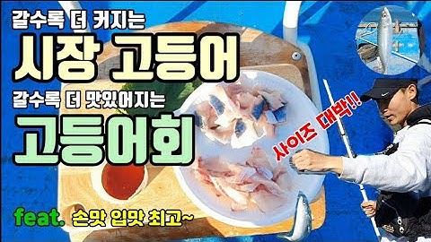 갈수록 커지는 시장고등어_전갱이_손맛 입맛 최고~ 고소함이 더해지는 고등어회_통영척포 생활낚시 고등어낚시 덴마낚시 카고낚시 고등어회뜨기 전갱이회뜨기