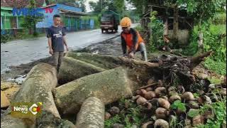 Kediri Diterjang Hujan dan Angin Kencang, Pohon Besar Ambruk di Tepi Jalan #LintasiNewsPagi 15/02