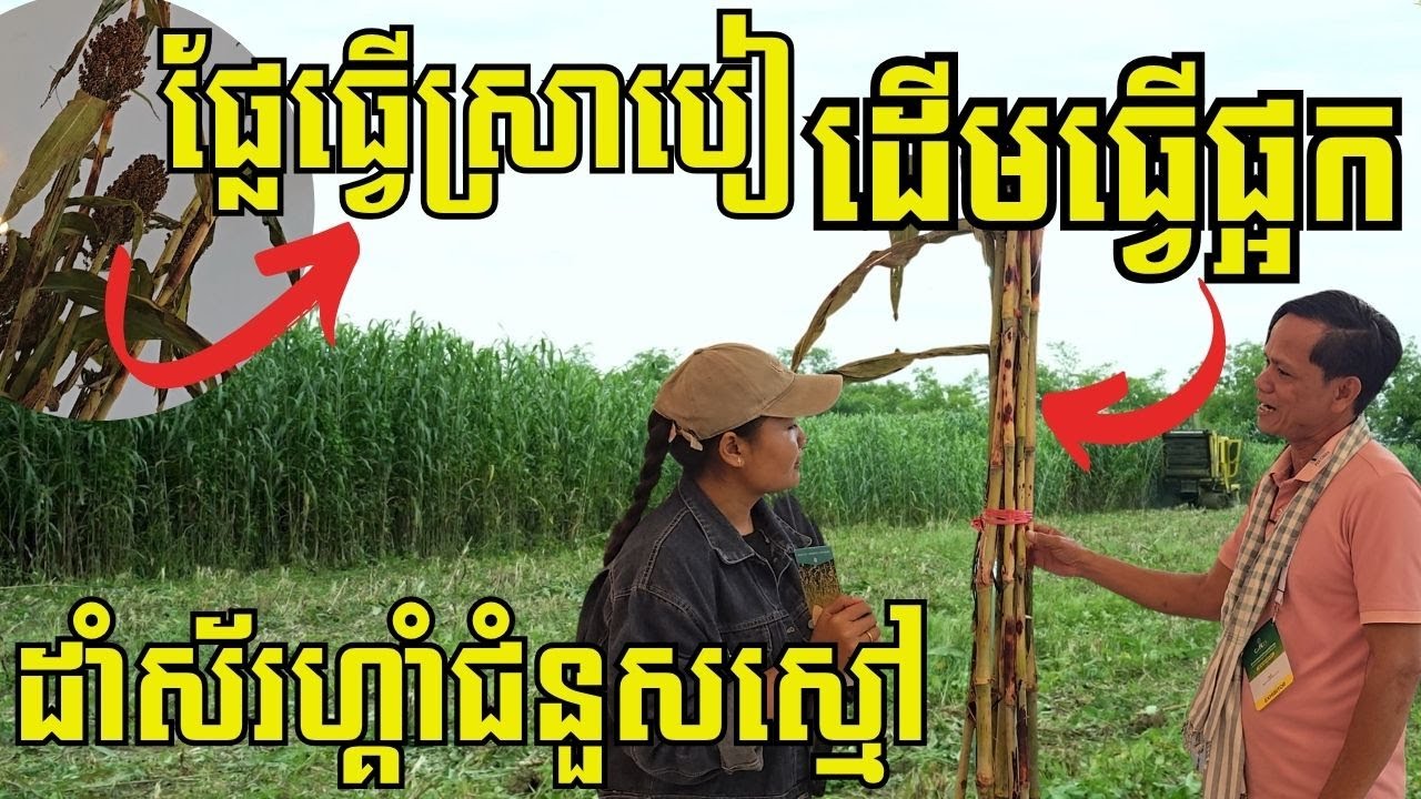 ក្រុមហ៊ុនខ្មែរ ដាំដើមស័រហ្គាំ ៥០០ហិកតា យកផលិតចំណីសត្វ ផ្គត់ផ្គង់តាមកសិដ្ឋានគោ ១ខែរាប់ពាន់តោន