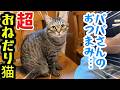 【お喋り猫ピノ】「うぅ〜ん❤️」おねだり声可愛すぎるねん😂
