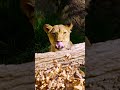took a visit to the Sacramento Zoo for the king and queen of the animal kingdom 🦁