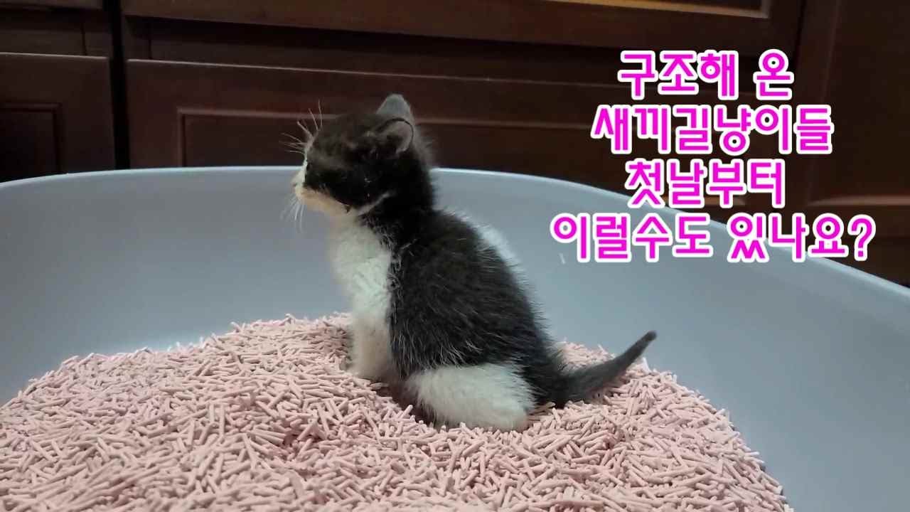 새끼길냥이들 구조 첫날부터 이럴수도 있나요?
