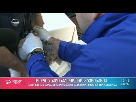 რა ღონისძიებებს ატარებს სურსათის ეროვნული სააგენტო ცოფის საწინააღმდეგოდ