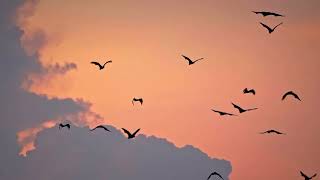 A Flock of Birds Soaring Against a Dramatic Cloudscape 🌥️🕊️