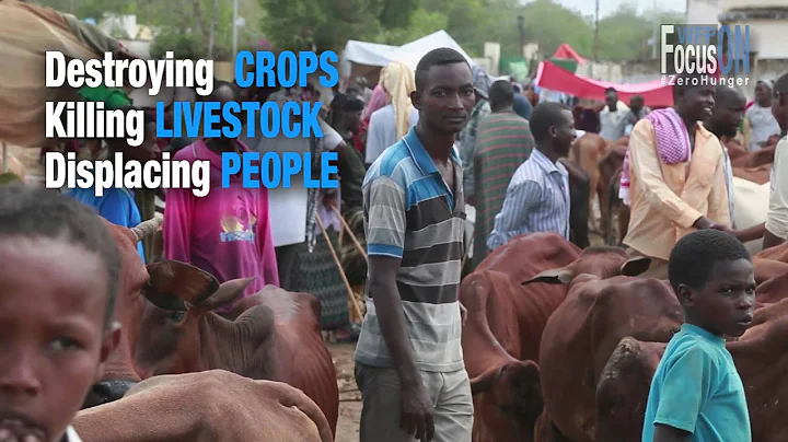 Focus On Zero Hunger: COP21 Somalia (Episode 8)