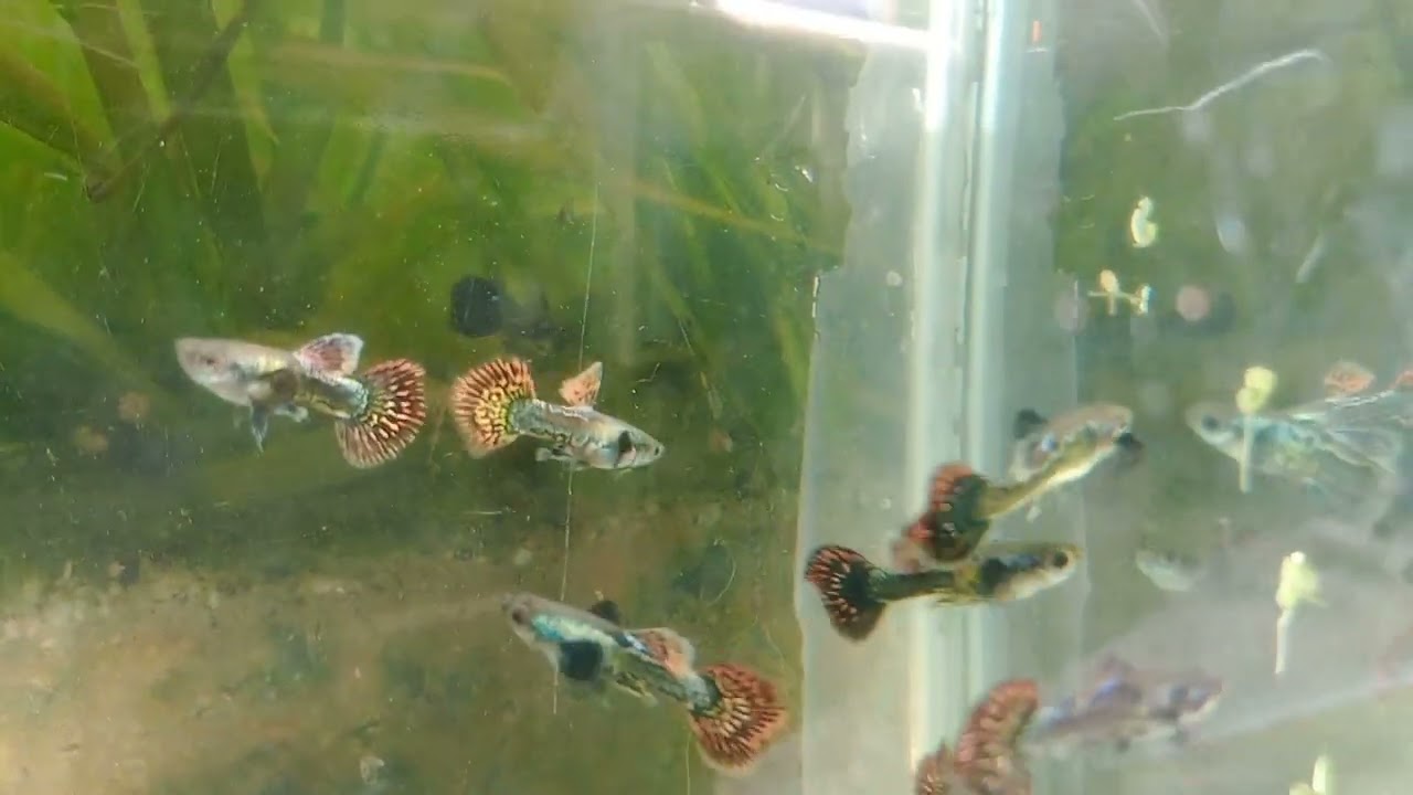 PECES GUPPYS DRAGÓN ROJO .LO NUEVO DEL CRIADERO 🥳🥳❤️❤️🇦🇷🇦🇷