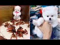 Tik Tok Chó Phốc Sóc Mini | Funny and Cute Pomeranian Videos #20