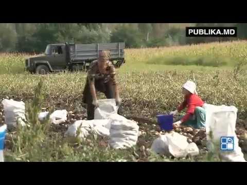 Video: Creșă Agricolă 