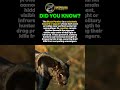 Black Panther: The Silent Shadow Hunter #apexpredator #wildlifeshorts #predatorlore #animalavengers