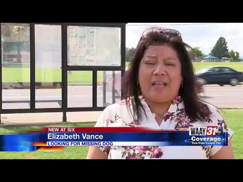 Family offering reward for missing dog - YouTube