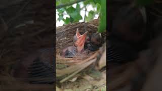 Baby Bird is Born Today****