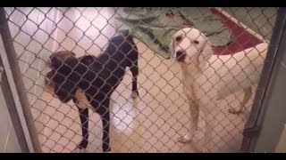 Dog Adoption Room Walk Thru 8-21-2017 by SJRAS_Vineland 7,604 views 6 years ago 5 minutes, 26 seconds