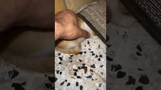 A cat with homophobia in its eyes ❤️