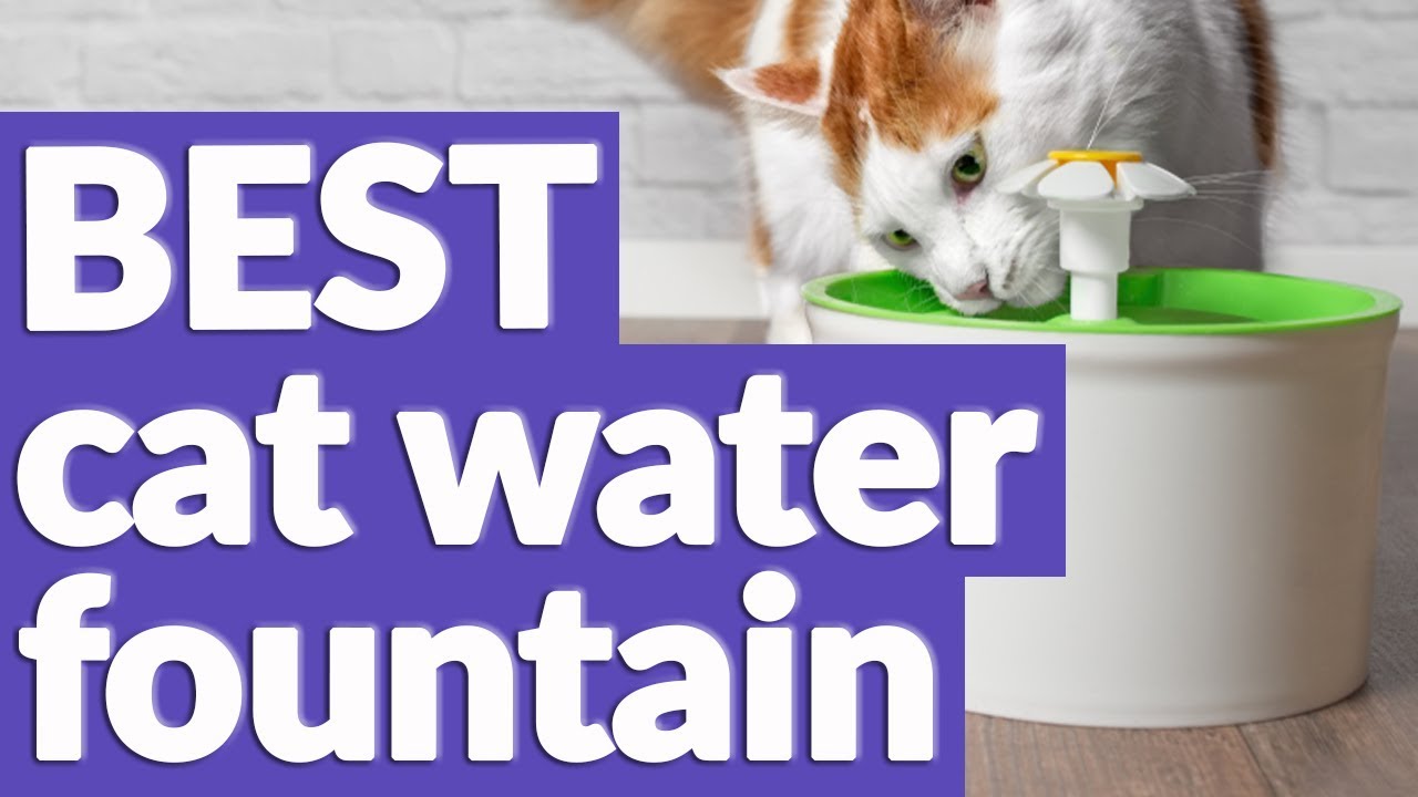 Best Cat Water Fountain in 2019 8 TOP RATED Cat Water Fountains YouTube