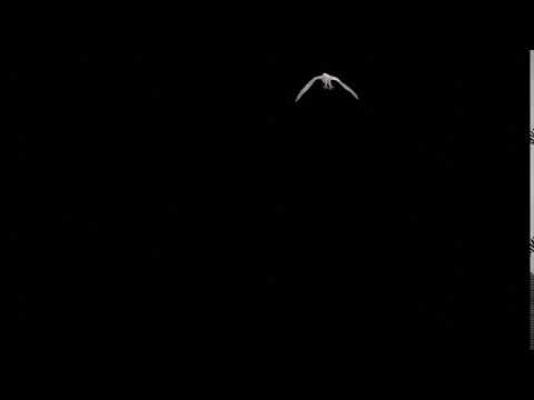 Eagle fly by