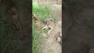 Anak Kunging Dan Ibu Kucing Bermain Ibu Nya Cium Pantat Anaknya