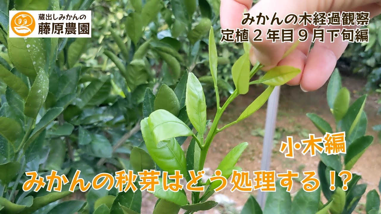 青島温州みかん苗木♪レモンの横に - 植物/観葉植物