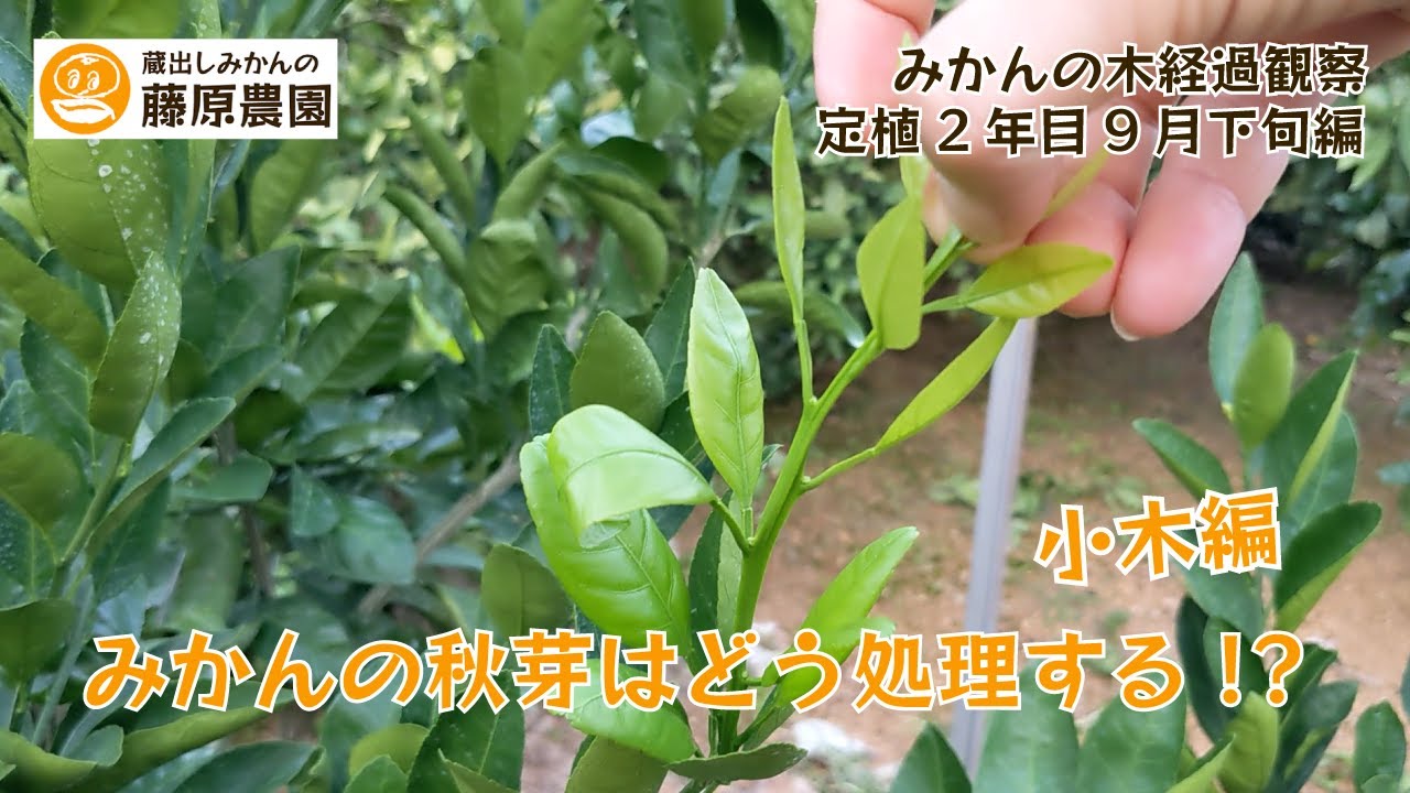 Autumn bud pruning of mandarin oranges (small trees) - Growth